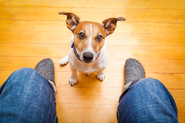 A small brown dog sits between a person's feet and looks up. 
